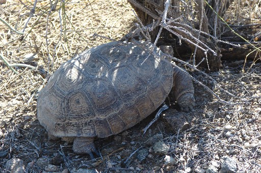 Sep07 Tortise