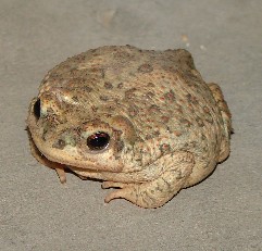 Jul08 Toad