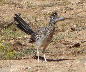 Sep08 RoadRunner