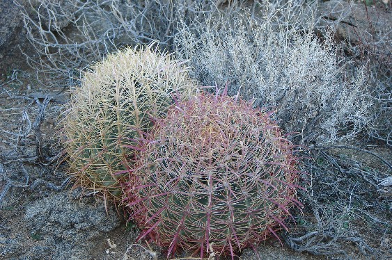 Barral Cacti