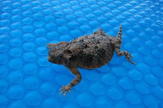 Toad on pool cover