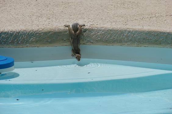 Thirsty Chipmonk