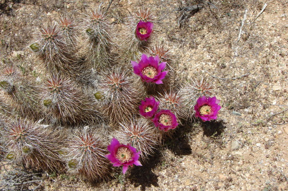 Flowers 2