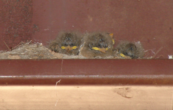 Baby Birds 1