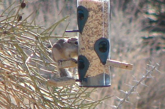 Chipmonk