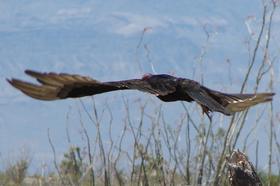 Bird in Flight