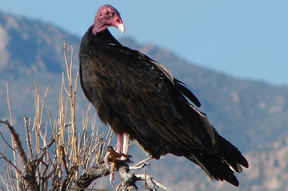 Buzzard