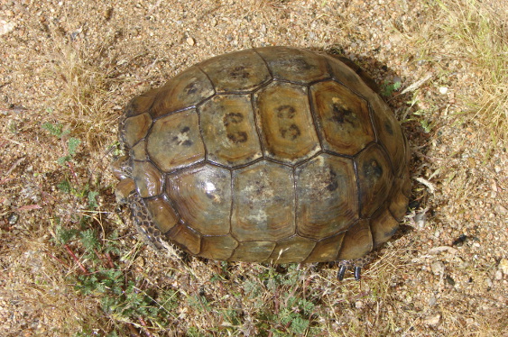 Wet Turtle