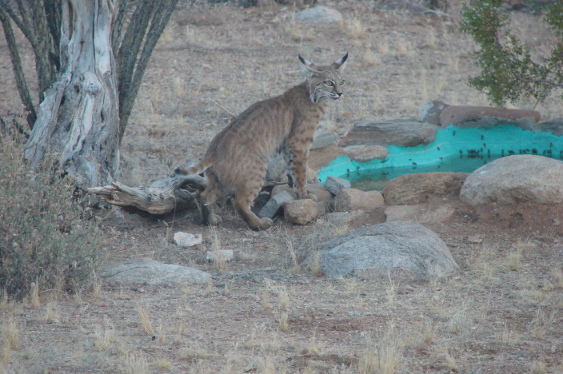 Bob cat at pond