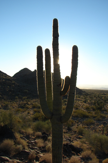 Saguaro