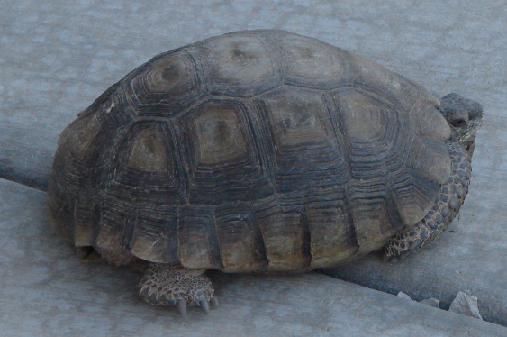 Turtle