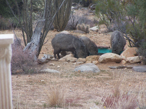 Peccaries  at pond1