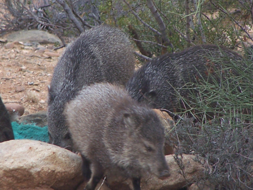 Peccaries  at pond2